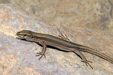 Pyrenean rock lizard / Pyrenäen-Gebirgseidechse (Iberolacerta bonnali)  - Valle de Pineta, Spanien