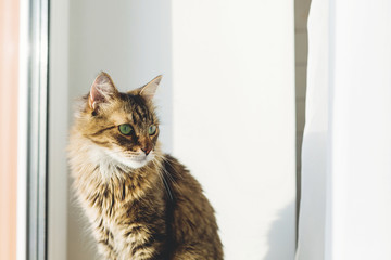 Cute tabby cat sitting on window sill in warm sunny light. Adorable Main coon with green eyes and...