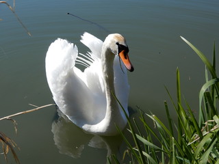 swan on the lake