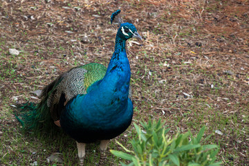 Fototapeta premium Paw na zewnątrz