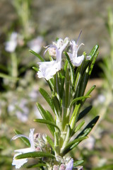 Rosemary Blooms in the sunshine