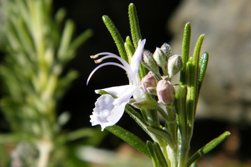 Rosemary Bloom in the sunlight