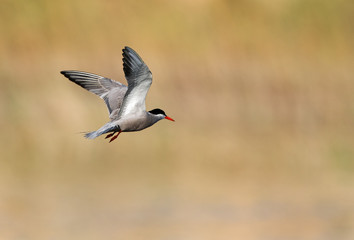 White-cheeked flying