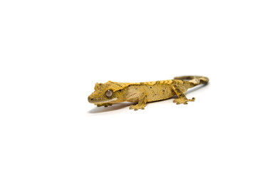 Crested gecko on white