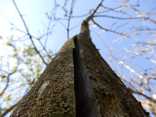 Fototapeta premium tree in the forest