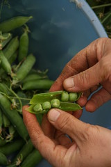 green beans in hand