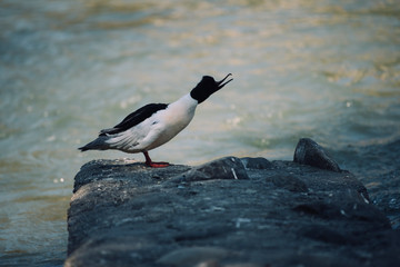 Duck screams near in a mountain river.