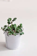 Harvest fresh micro-greens for healthy nutrition in the white wind . Home vegetable garden.