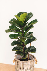 Beautiful fiddle leaf tree in rustic pot on white background.Ficus Lyrata. Fresh new green leaves growing from fig tree. Copy space. Houseplant. Plants in modern interior room