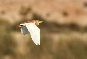 Squacco Heron in flight