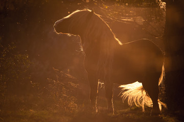 Schwarzwälder im Gegenlicht