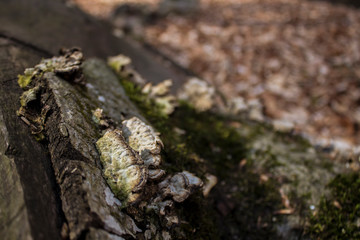 beautiful mushrooms on a fallen tree log