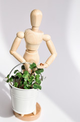 A wooden mannequin holds a bucket of micro-greenery for healthy eating. Home vegetable garden.