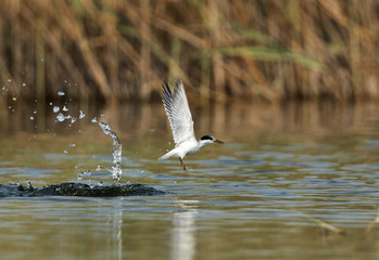 Little Tern with a fish