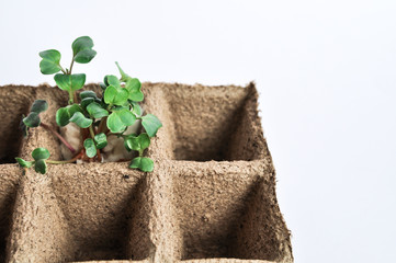 Sprouts of fresh micro-green in peat pots for seedlings. Home vegetable garden.