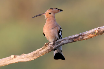 Hoopoe with the last lights of day