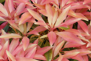pink lilies in the garden