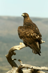 Adult male Golden Eagle on a branch early in the day in winter, Aquila chrysaetos, eagles, raptor, falcons