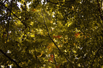 liście wśród drzew