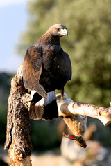 Golden Eagle female chicken on a branch with the first morning lights