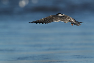 Fototapeta na wymiar White-cheeked Tern hovering.