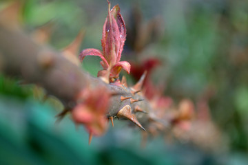 close up of red rose thorn