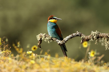 European Bee-eater photographed with the first morning lights