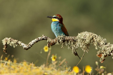 Obraz premium European Bee-eater photographed with the first morning lights