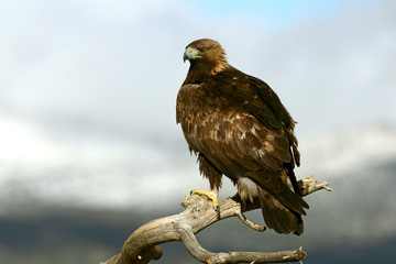 Golden Eagle adult male photographed with the sunrise lights