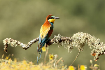 European Bee-eater photographed with the first morning lights