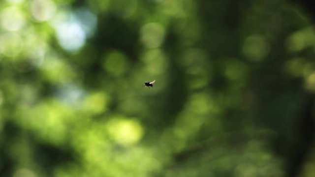 Fly flies on a background of foliage