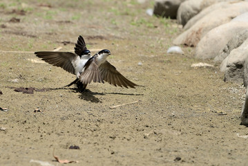 avión común volando en los alrededores del estanque (Delichon urbicum) Marbella Andalucía España