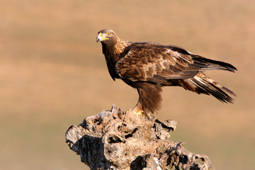 Golden Eagle adult male with the first morning lights on his hunting ground