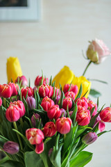 red and yellow tulips