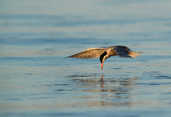 White-cheeked Tern fishing