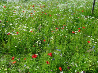Blumenwiese am Achensee