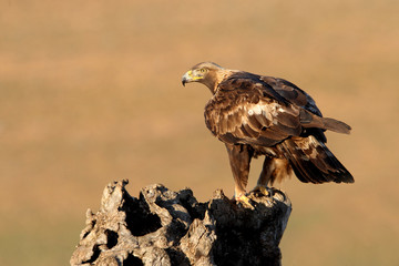 Adult male Golden Eagle on a branch early in the day in winter, Aquila chrysaetos, eagles, raptor, falcons