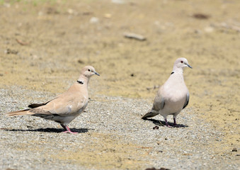 tórtolas turca sobre el suelo de tierra del parque (Streptopelia decaocto) Marbella Andalucía España