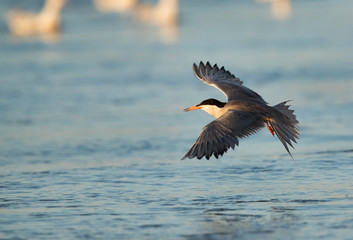 White-cheeked Tern in flght