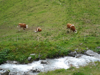 Kühe in Tirol