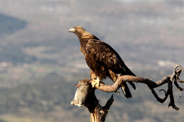Golden Eagle adult male photographed with the sunrise lights