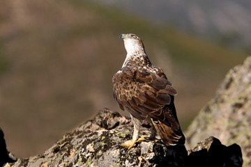 Male of Bonelli´s Eagle photographed at first light of day,  eagles, birds, Aquila fasciata