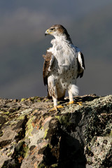 Bonelli´s Eagle