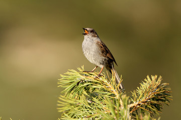 Dunnock with the first lights of dawn