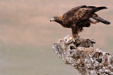 Adult male Golden Eagle on a branch early in the day in winter, Aquila chrysaetos, eagles, raptor, falcons