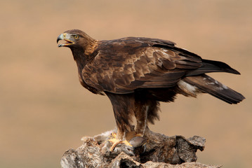 Golden Eagle adult male with the first morning lights on his hunting ground