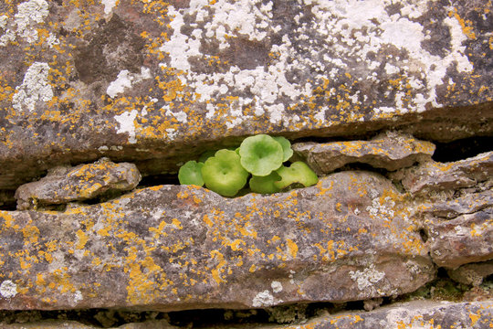 Small plant growing out of a wall in Ireland