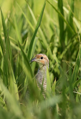 Grey francolin in green