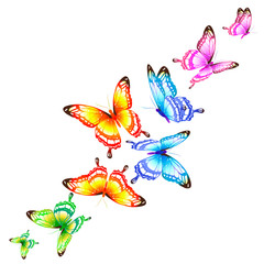 butterfly556