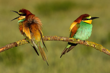 MAle and female of European Bee-eater in mating season, Merops apiaster